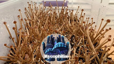 Back to Spore Update (Grasslovers), Discussion on Embedded Contam Causes, and Recent Grain Issues