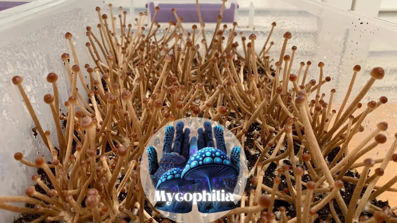 Back to Spore Update (Grasslovers), Discussion on Embedded Contam Causes, and Recent Grain Issues