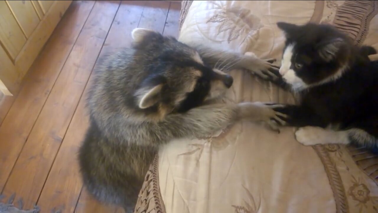 curious raccoon wants to play with cat