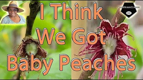 I Think We Got #peaches - #catshobbycorner
