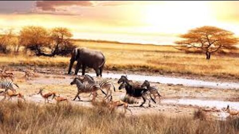 Wild Animal - Ultra HD Video TV