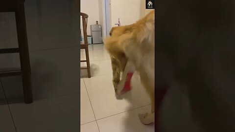 🤣🐶 Funny dogs funniest moments shorts #29 🐕😂 | Funny animal videos 2023