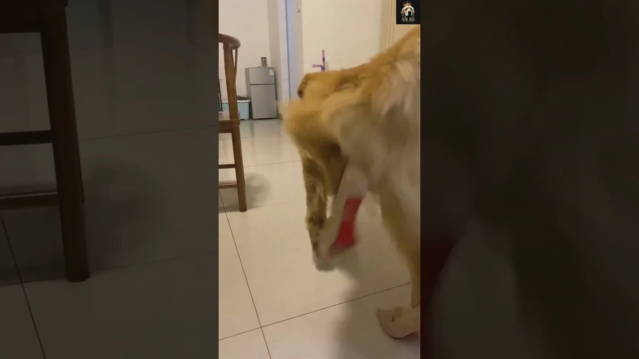 🤣🐶 Funny dogs funniest moments shorts #29 🐕😂 | Funny animal videos 2023