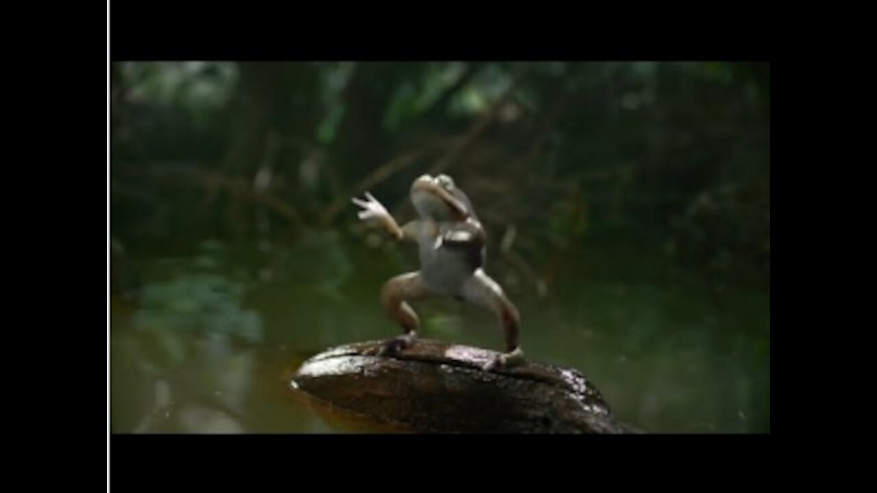 best funny videos in the world.funny videos, funny videos .funny videos 2021 new year