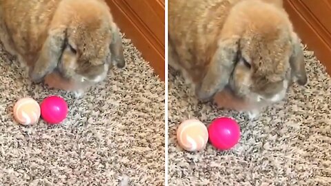 Rabbit ends up hitting the ball that was going towards him