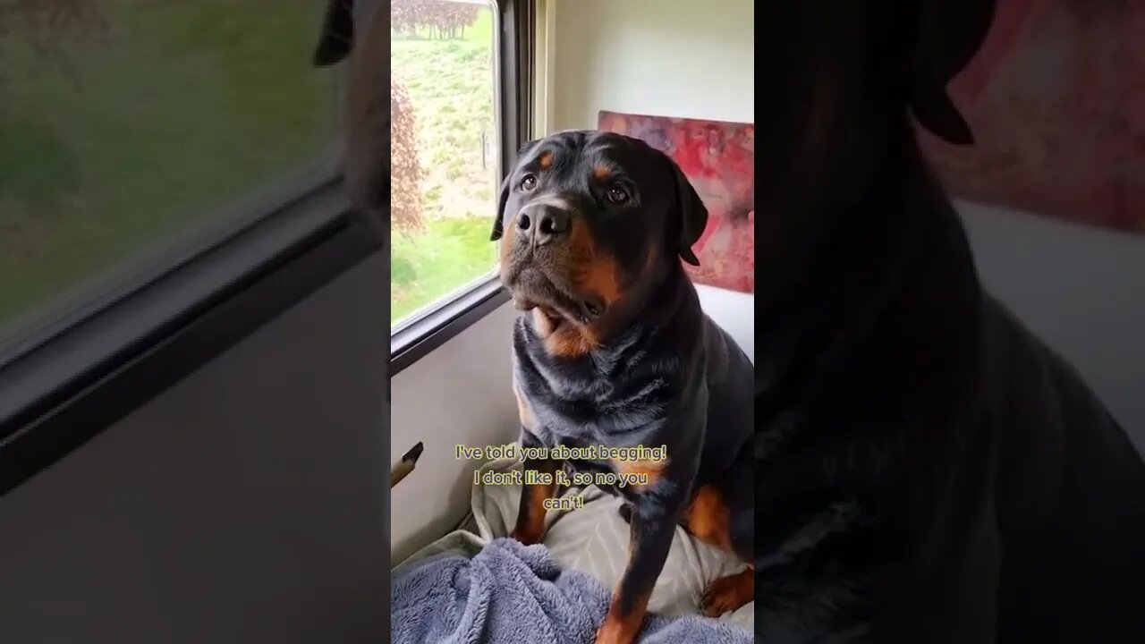 Who Can Resist Those Puppy Eyes 🤩