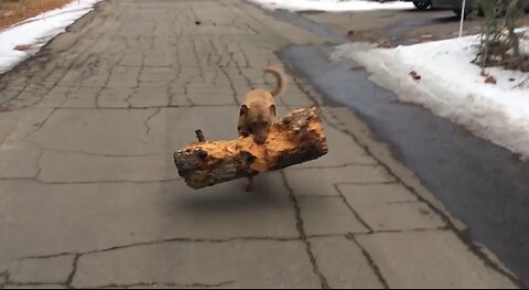 Dog Eat Tree