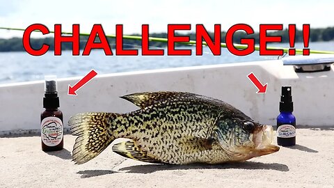 Best Scent for Crappie?! | Slabsauce VS G-Sauce Challenge