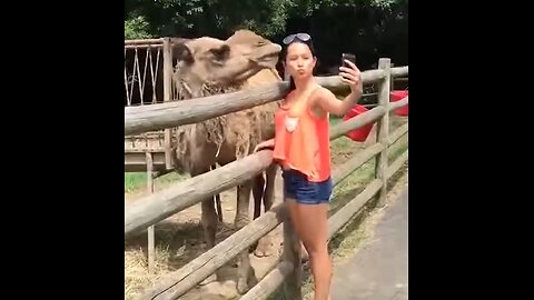 Funny Animals Videos 🤩 TRY Not to Laugh!🤣🤣🤣