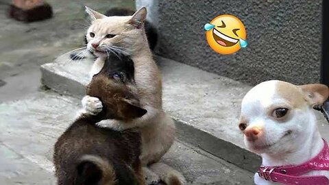 Funny cat vs Gun, Funny Animals playing dead on finger shot Compilation