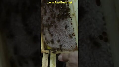 This Hive is Full of Honey