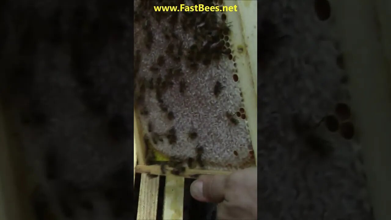 This Hive is Full of Honey