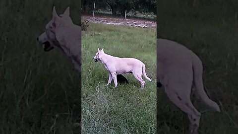 German Shepherds and a Feral cat are friends