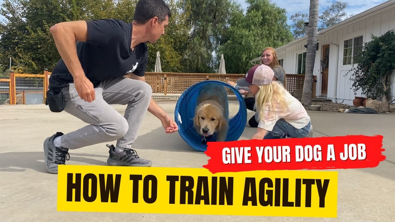 😍The wheel of behaviors lands on Agility with Enzo