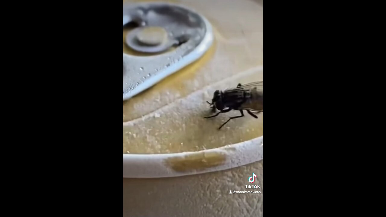 Me If I Was A Fly (FUNNY)