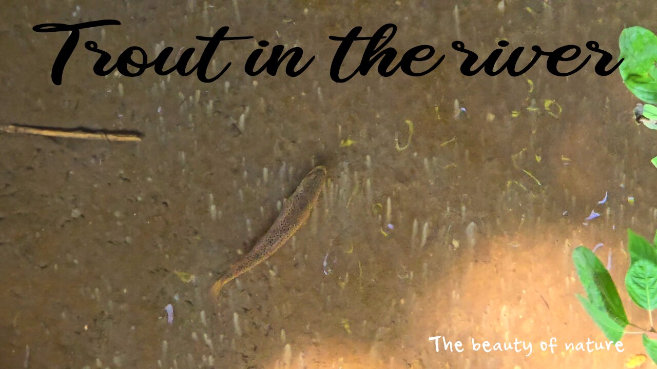 Trout in the river / A beautiful fish in a small river.