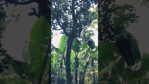pesona alam pedesaan yg indah dan damai | beautiful and peaceful rural natural charm