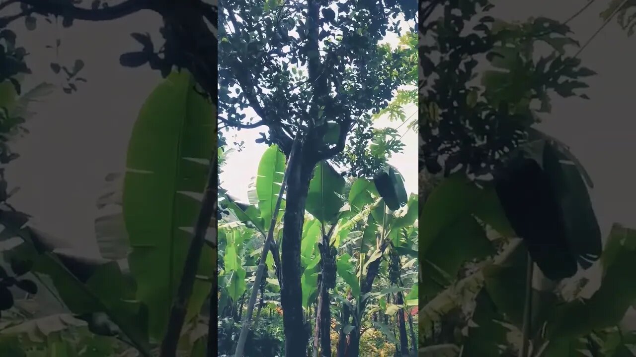 pesona alam pedesaan yg indah dan damai | beautiful and peaceful rural natural charm