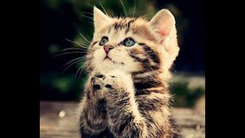 Beautiful and feisty cat
