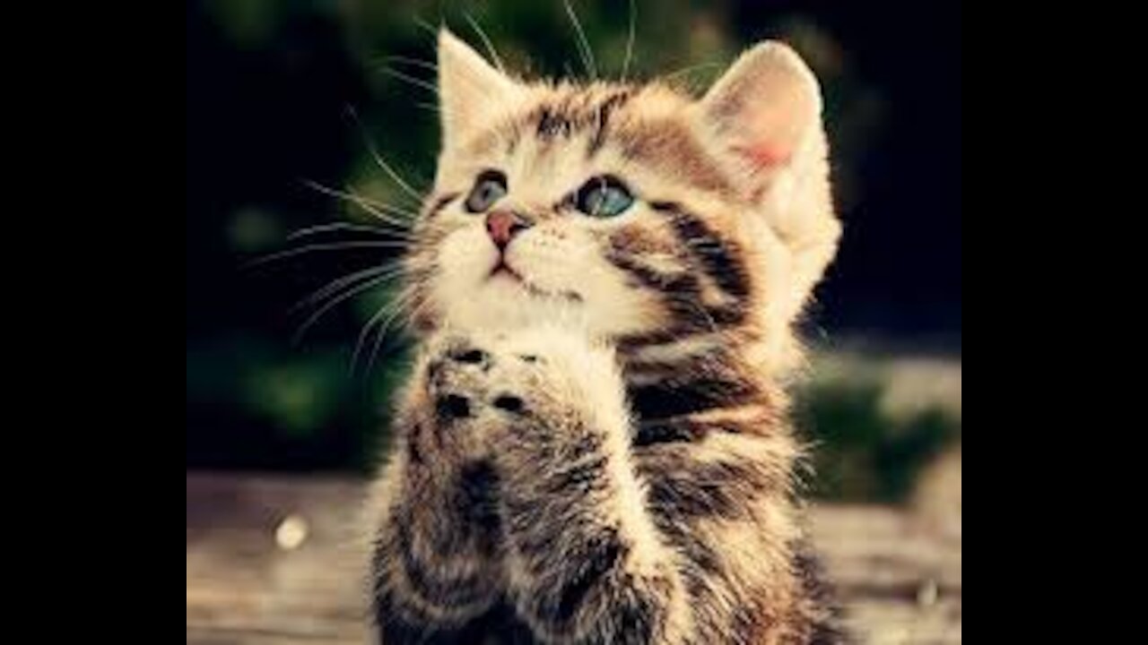 Beautiful and feisty cat