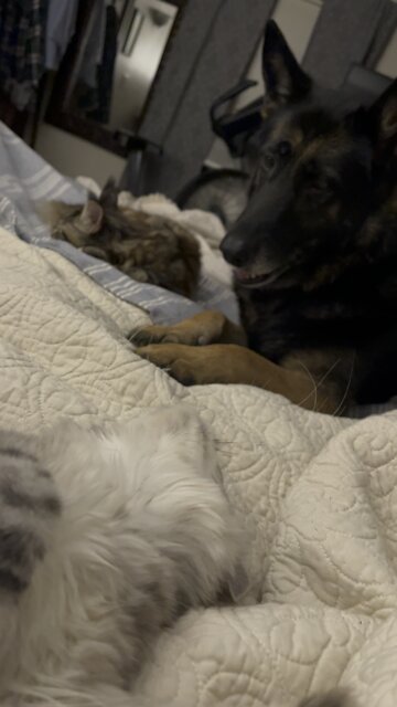 Fenway loves the NEW GIRLS