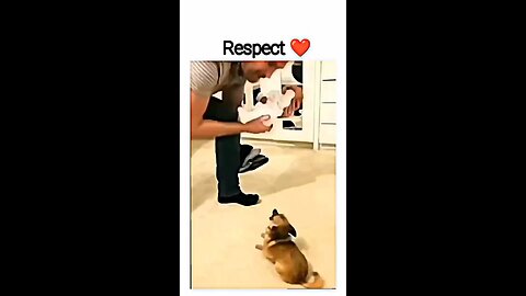 Verry funny dogs video || cute and funny dogs || lovely dogs video||