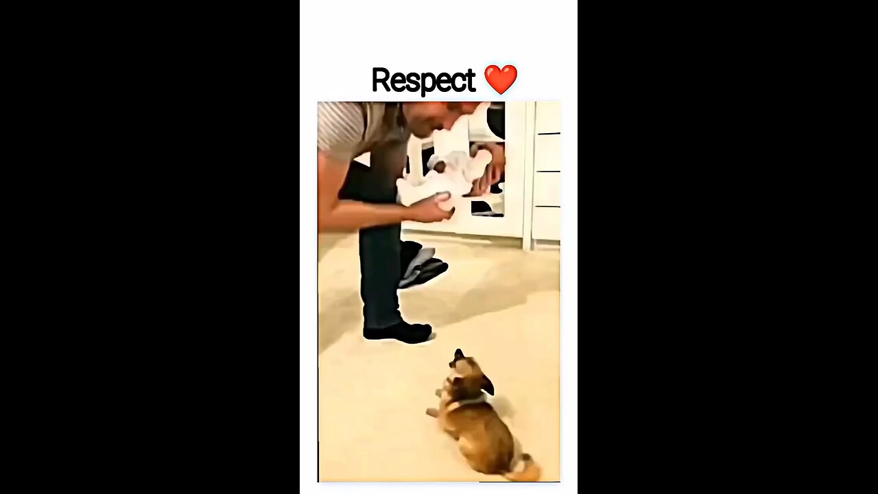 Verry funny dogs video || cute and funny dogs || lovely dogs video||