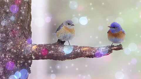 I EMBRACE A RADIANT LIFE 15 Minutes Calming Nature Birds Meditation Music
