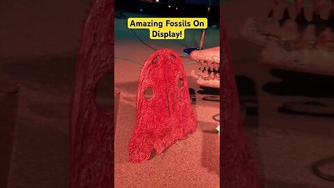 Amazing Fossils on Display! #dinosaur #jurassic #mosasaurus #fossil #bear #morocco #texas #viral
