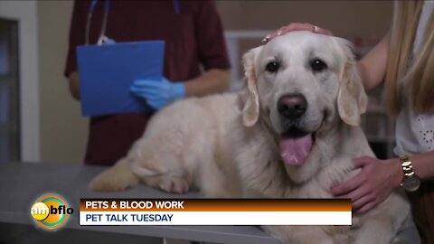 PET TALK TUESDAY - WELLNESS BLOODWORK