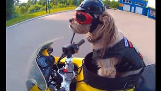 Who said dogs aren't adventurous?