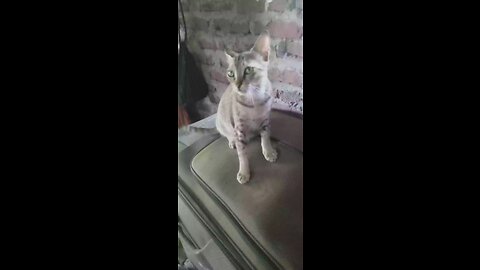 Funny Animals video {2023}🥰🤣 funniest dogs and cats video 📸