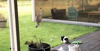 Gato destemido tenta proteger a sua casa de um canguru
