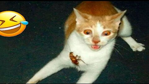 Funny Cats And Dogs Videos 😁 Funny Animal Videos 2024 😸 Part 200