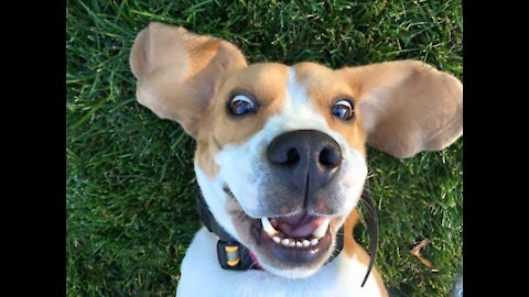 Amusing Animals Compilation