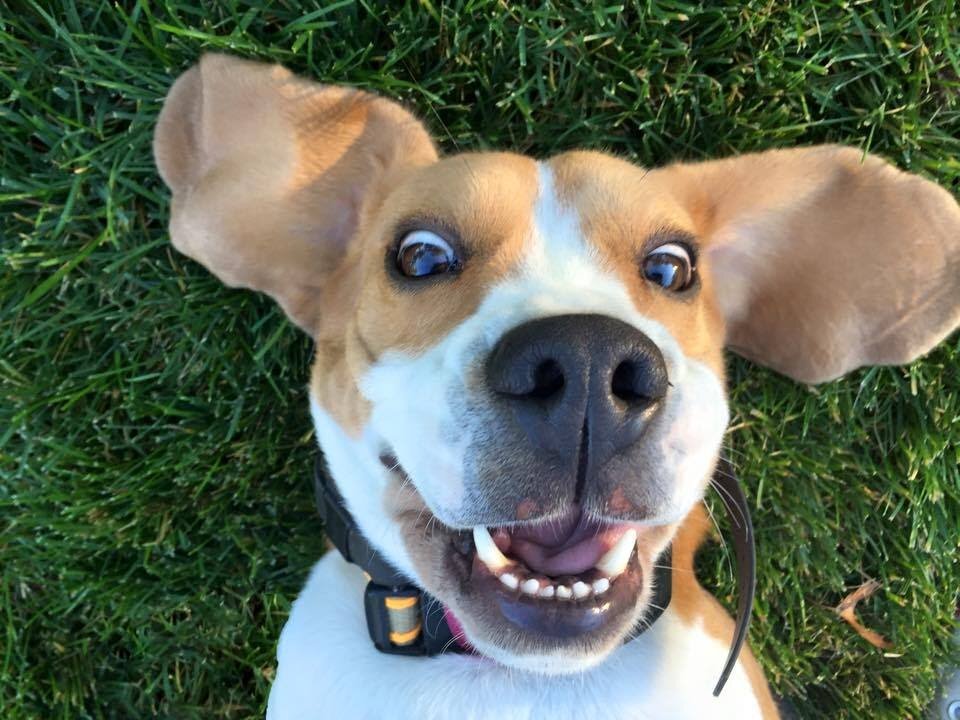 Amusing Animals Compilation