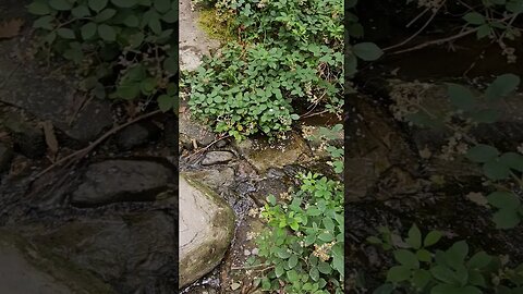 A stream on the path on The West Highland Way Scotland #westhighlandway #hiking #shorts #lochlomond
