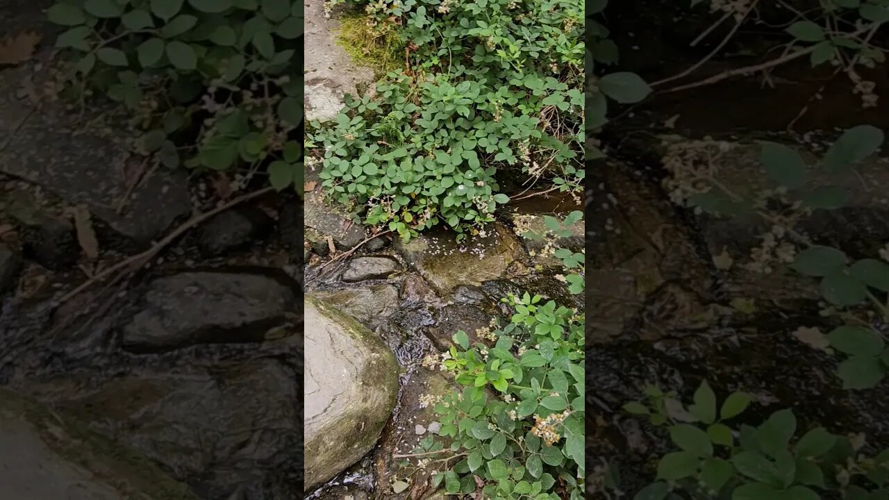 A stream on the path on The West Highland Way Scotland #westhighlandway #hiking #shorts #lochlomond