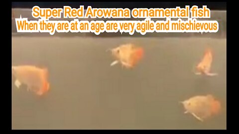 Super Red Arowana ornamental fish when they are at an age are very agile and mischievous