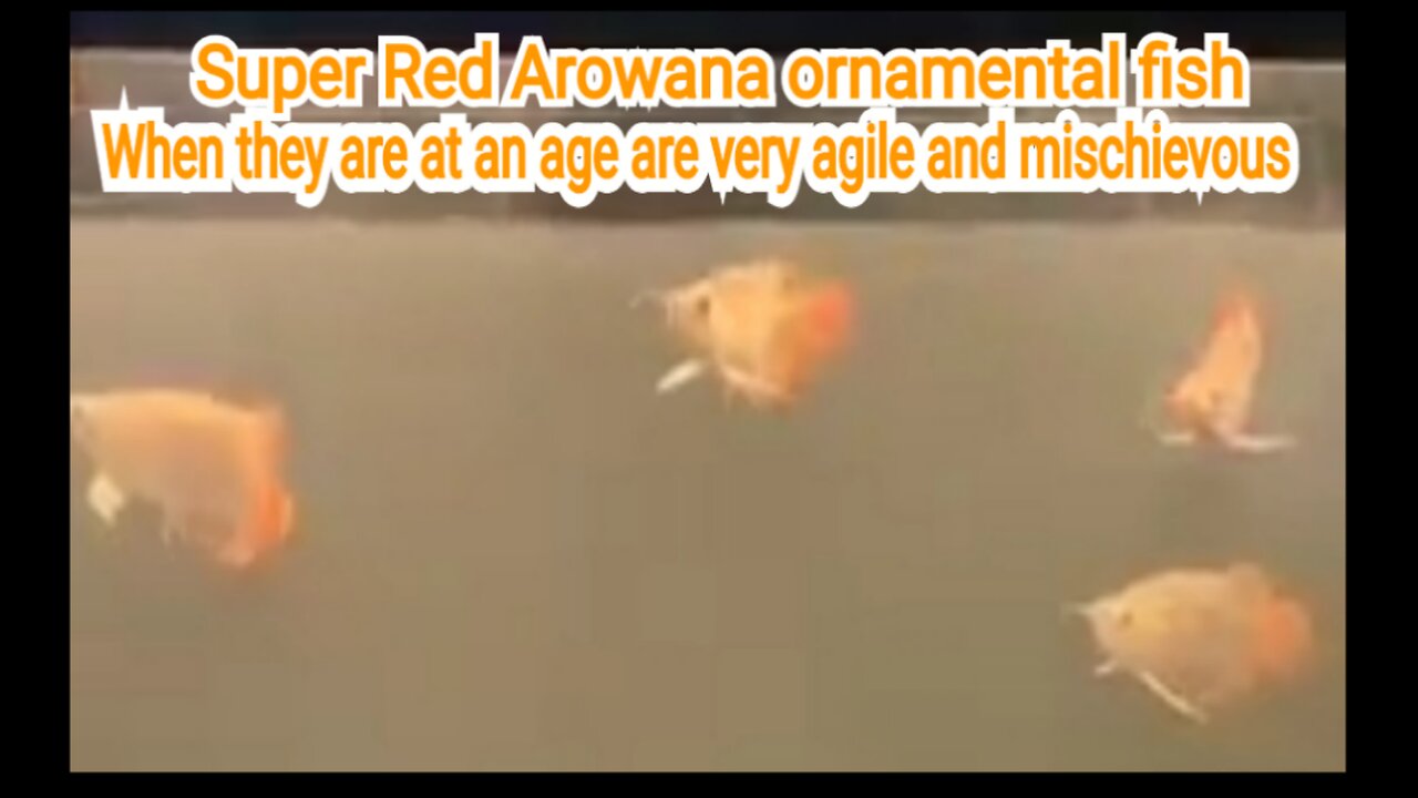 Super Red Arowana ornamental fish when they are at an age are very agile and mischievous