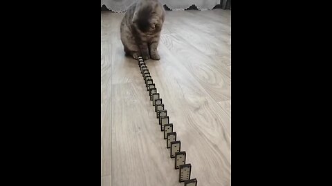 OMG Cute Cat Domino Reaction #shorts