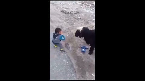 Humans vs animals funny moments 😂😂