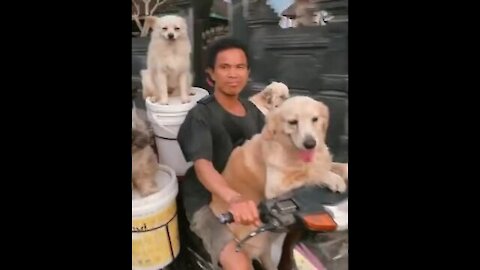 This is also a motorcycle carrying dogs