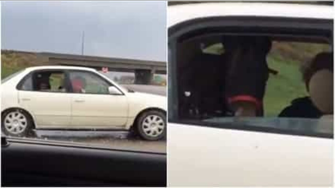 Det er en hest i baksetet på denne bilen!