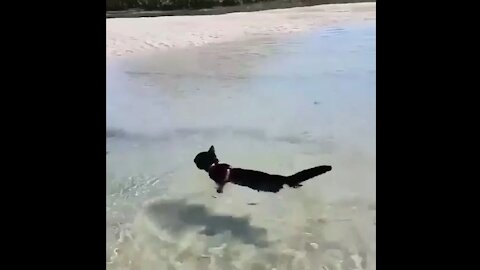 Cat swiming so cute