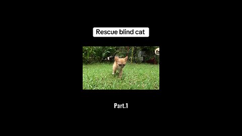 Rescue Blind cat