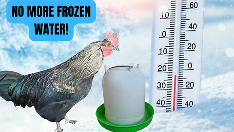 This Solved Our Frozen Chicken Water Problem! - Vlog 5