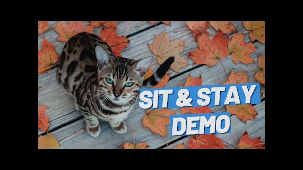 Teach Your Cat Sit And Stay - A Lifechanging Trick