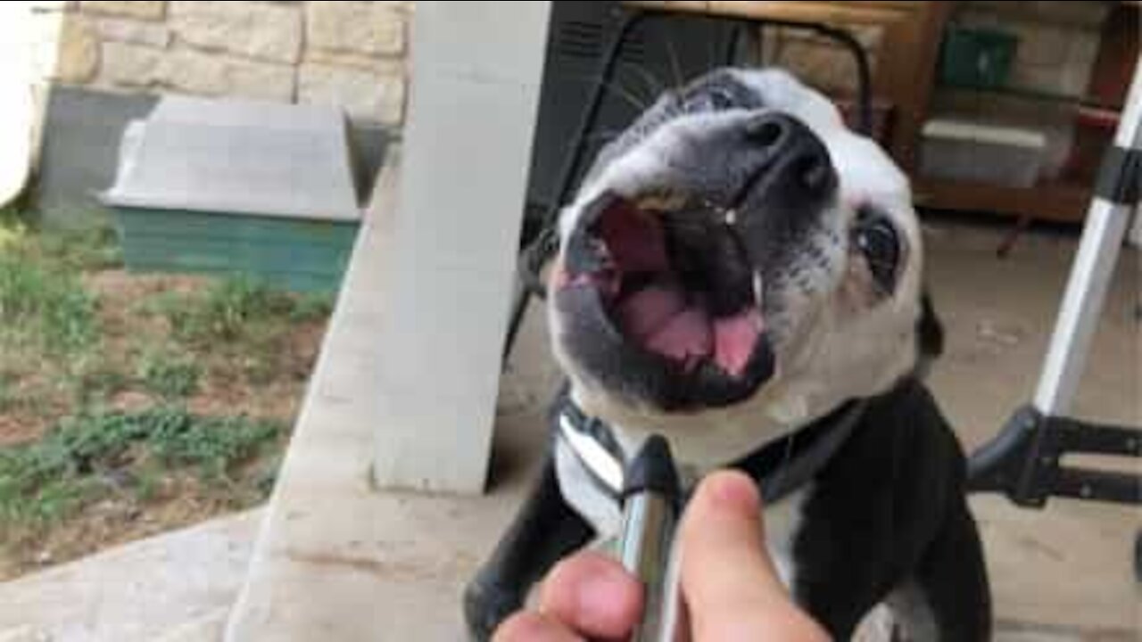 Un bulldog se bat contre un compresseur d'air