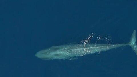 Kingdoms of Marine Life | Marine Biology | The Good and the Beautiful